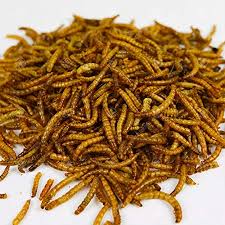 Meal Worms 500g