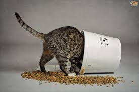 Cat Treats