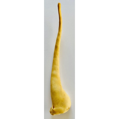 Lambs Tail