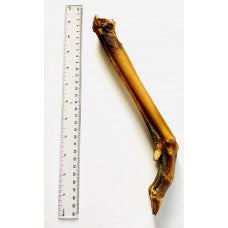 Anco Roe Deer Leg