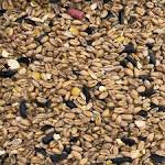 BESTPETS WILD BIRD FOOD 20KG