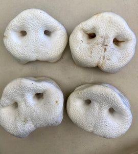 Puffed Pork Snouts