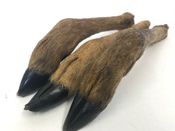 Giant Deer Legs
