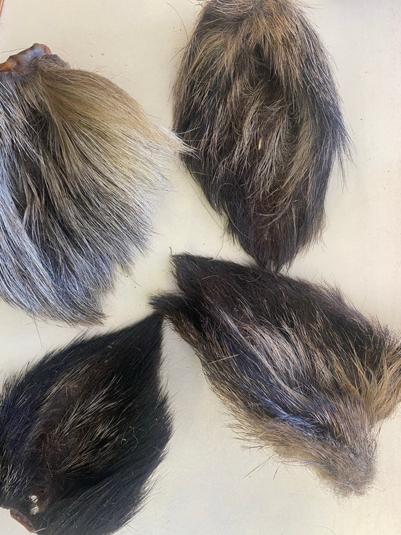 Hairy Boar Ear