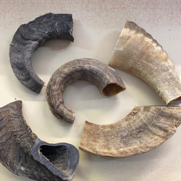 Lamb Horn