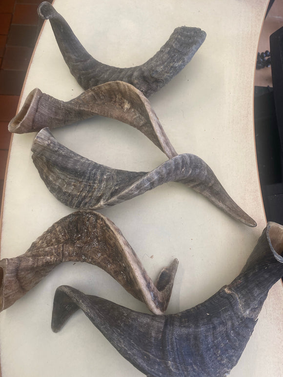 Curly Lamb Horn