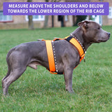 Bully Billows Tri Harness Black Size Small (A)